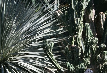 A green day at Edmonton garden 36 - Flowers, garden, green, photography, cactus