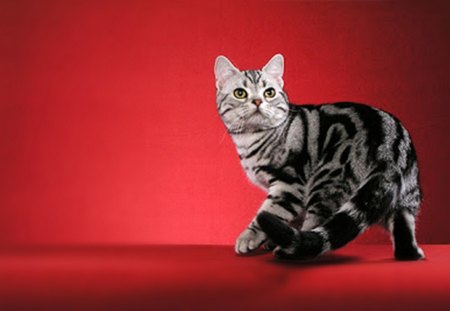 American shorthair Cat - american, cat, shorthair, red