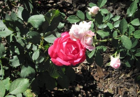 A green day at Edmonton garden 39 - Flowers, photography, pink, leaves, white, red, green, garden, Roses