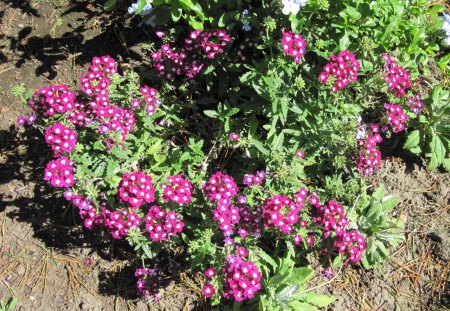 A green day at Edmonton garden 40 - soil, white, Flowers, purple, garden, green, photography, brown