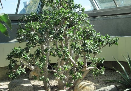 A green day at Edmonton garden 41 - Flowers, garden, green, photography, cactus, tree, rocks