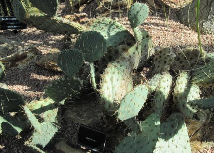 A green day at Edmonton garden 43 - Flowers, garden, green, photography, cactus