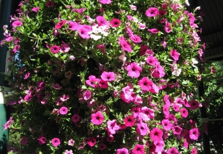 A green day at Edmonton garden 44 - Flowers, garden, red, green, photography, Petunias, pink