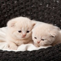 Kittens