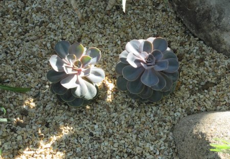 A green day at Edmonton garden 45 - Flowers, garden, green, photography, cactus, stones, rocks