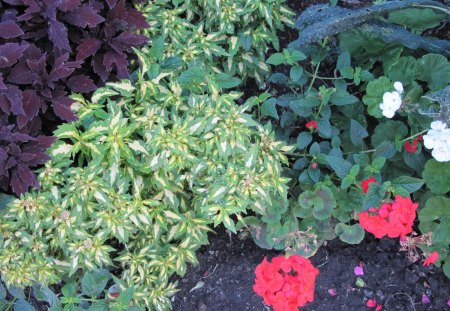 A green day at Edmonton garden 46 - white, red, garden, brown, flowers, photography, green