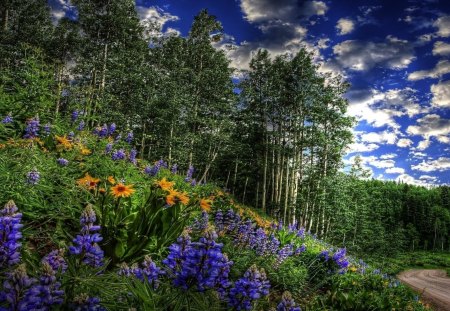 fabulous flowers on a forest hill hdr - forest, hill, road, flowers, hdr