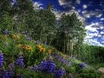 fabulous flowers on a forest hill hdr