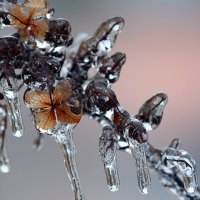 Ice icicles