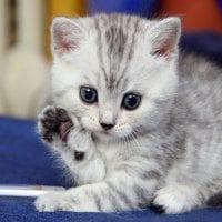 cute kitten saying hello