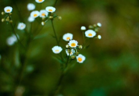 Beautiful Daisies - white, flowers, daisies, leaves, nature, green