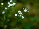 Beautiful Daisies