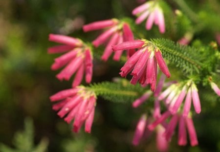 Beautiful Pink Flowers - nature, pink, green, leaf, flowers