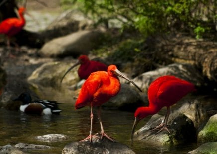 Red Ibises - trees, stone, birds, water, moss, steam, nature, red, animals