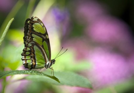 Beautiful Green Butterfly - insects, nature, green, butterfly, leaf, animals