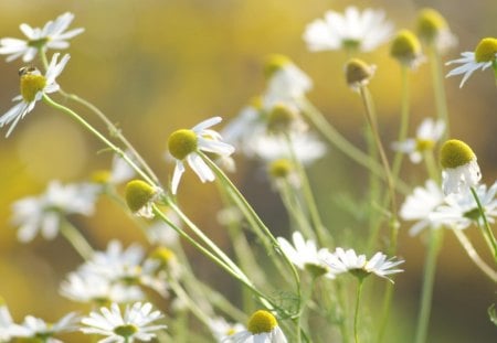 Daisies - daisies, flowers, white, sunny, garden, spring, grass