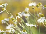 Daisies