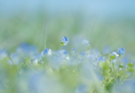 Blue grass - soft, flowers, field, spring, stunning, blue, tiny, grass