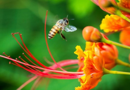 a visitor - approach, bee, fly, garden, macro, insect, orange, flower