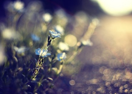 down the road - tiny, flowers, blur, macro, evening, grass, dark, glaring