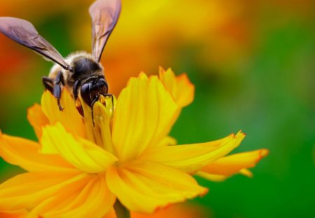 cosmos nectar :D - lunch, bee, cosmos, yellow, garden, nectar, visit, plant