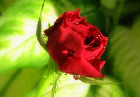 Red Rose - nature, rose, flower, red