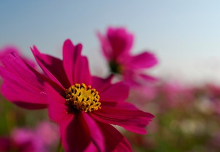 Spring day! - flowers, glare, sunny, cosmos, blurry, spring, pink