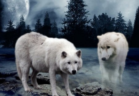 Two white Wolves