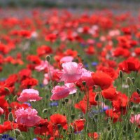 poppy field