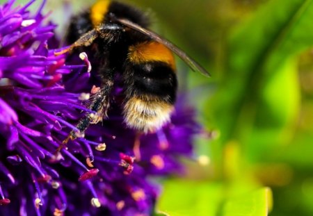 a Bee - nectar, bee, insect, sweet, visit, flowers, garden