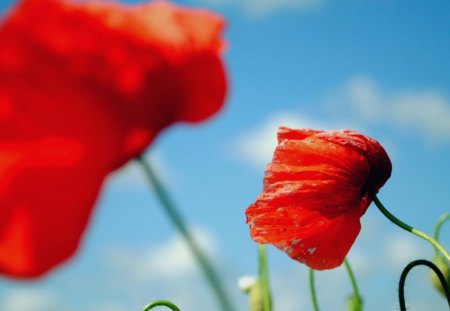 a summer day - flowers, standing, poppies, sunny, summer, red, day