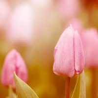 pink tulips