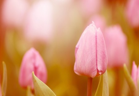 pink tulips - bloom, tulips, nature, soft, spring, field, petals, plant