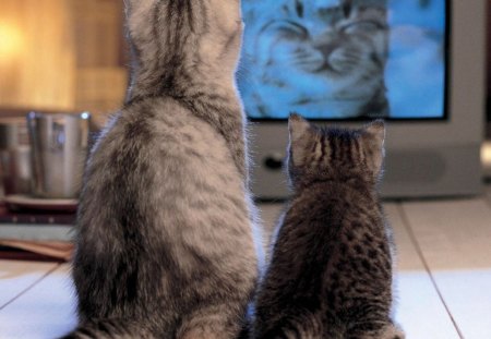 Cat TV - cats, domestic, tv screen, looking, sitting