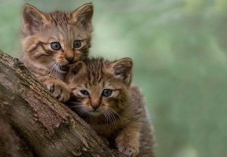 Sweet little Kitten - tree, domestic, posing, cats