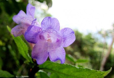 The mountain wildflowers - wildflowers, flower, rain, the leaves