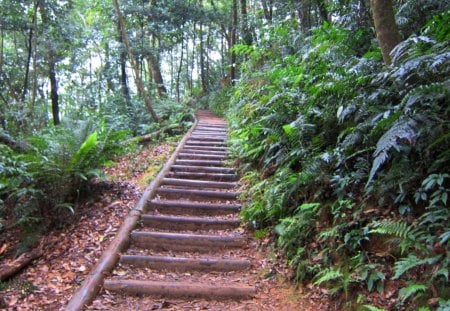 Forest trail - Forest, trail, Mountain climbing, tree