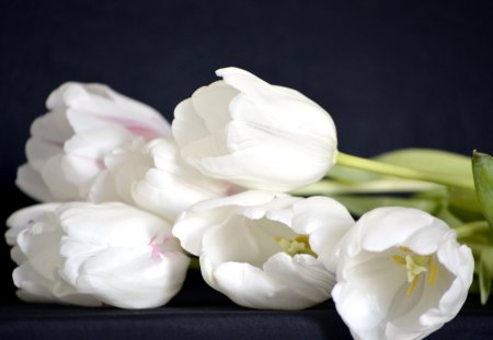 *Softness Beauty* - white, beauty, love, softness, tulips, bouquet, flowers