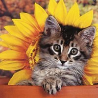 A tabby kitten with a flower