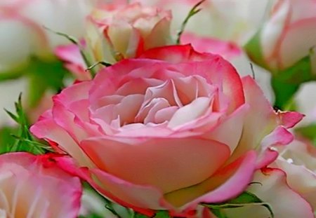 BEAUTIFUL PINK ROSE - BEAUTIFUL, ROSE, PINK, PRETTY