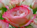 BEAUTIFUL PINK ROSE