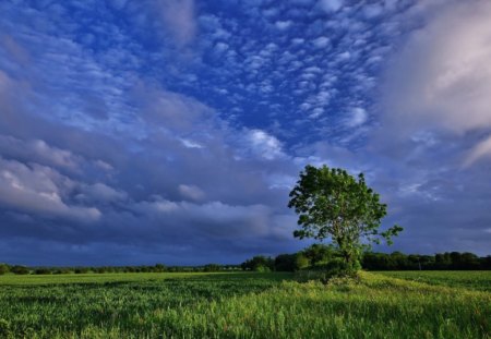 Tree on the field - sky, clouds, field, tree, nature