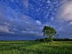 Tree on the field