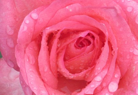 Moist Pink - blooms, roses, petals, pink