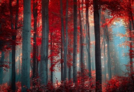 Forest tree - nature, tree, forest, red