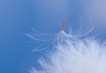 Make a wish - seed, abstract, white, blue, wish