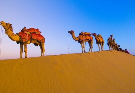 midday break in the desert - camels, dunes, desert, riders