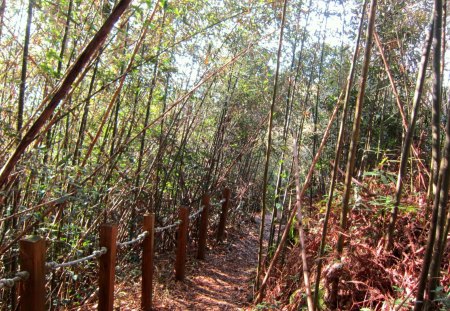 Bamboo grove trails - grove, mountain, trail, bamboo