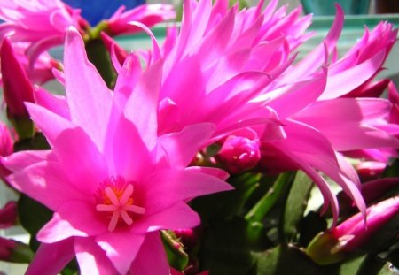 Cactus flower - nature, green, cactus, leaf, flower, pink