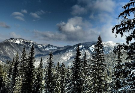 TATRA MOUNTAINS - snow, pines, winter, mountains